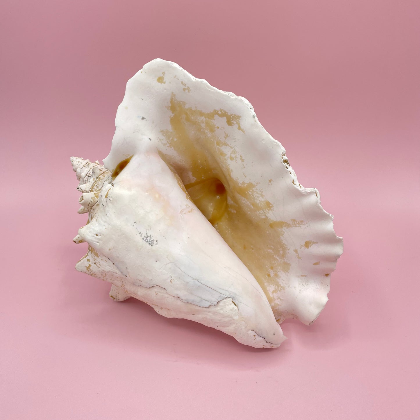 Yellow & Cream Conch Shell