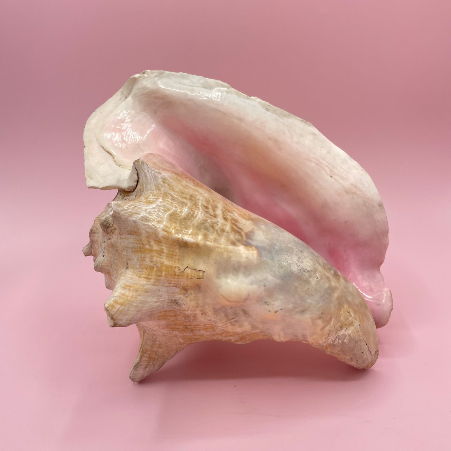 Pink Conch Shell #2