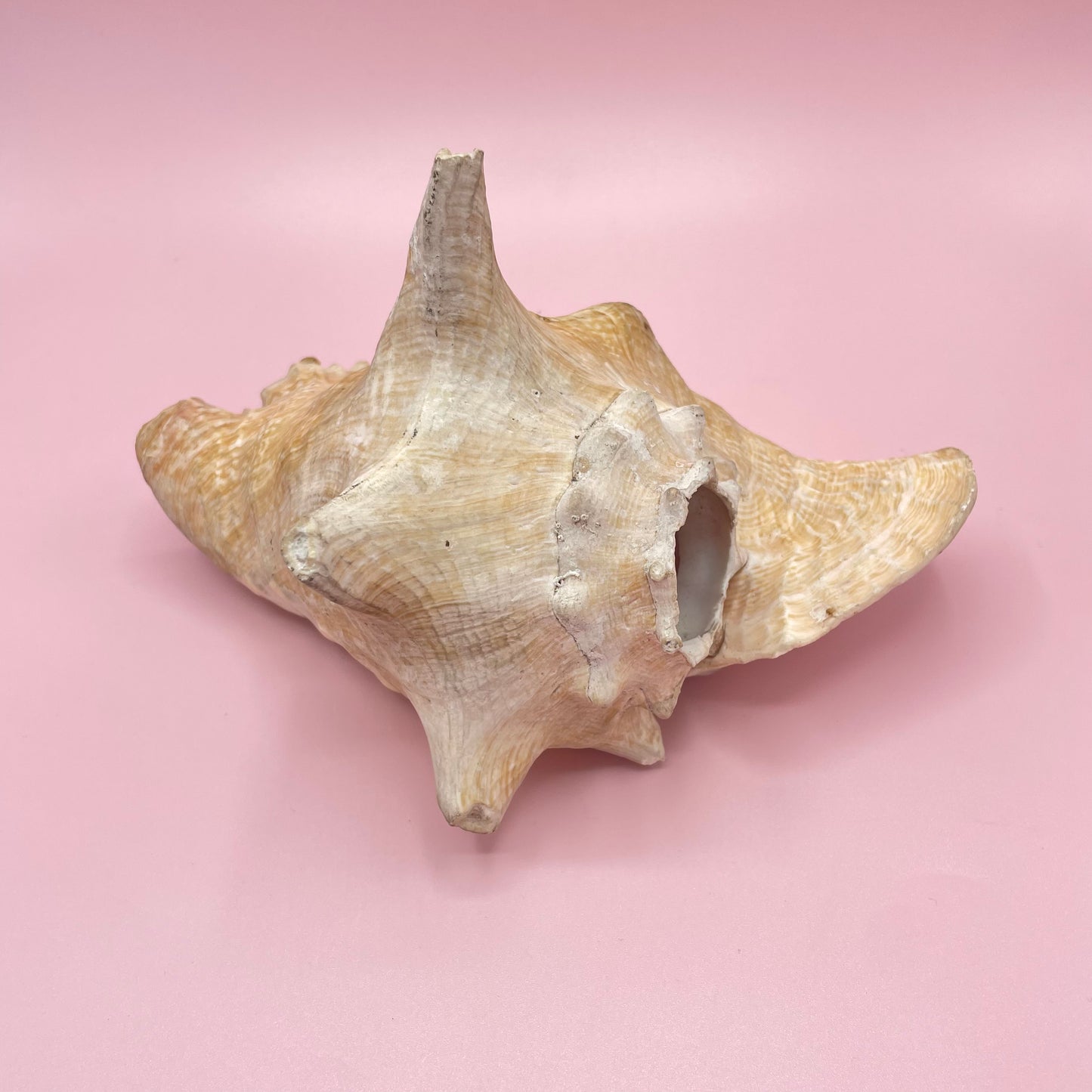 Pink Conch Shell #2