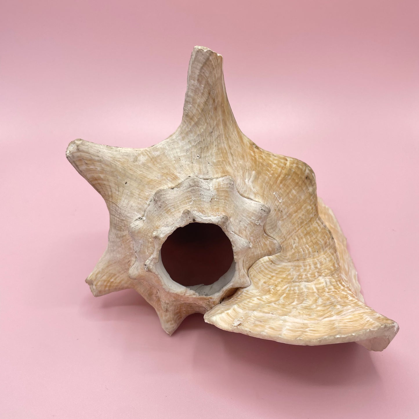 Pink Conch Shell #2