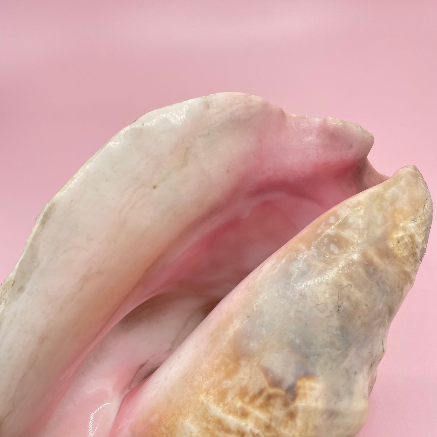 Pink Conch Shell #2