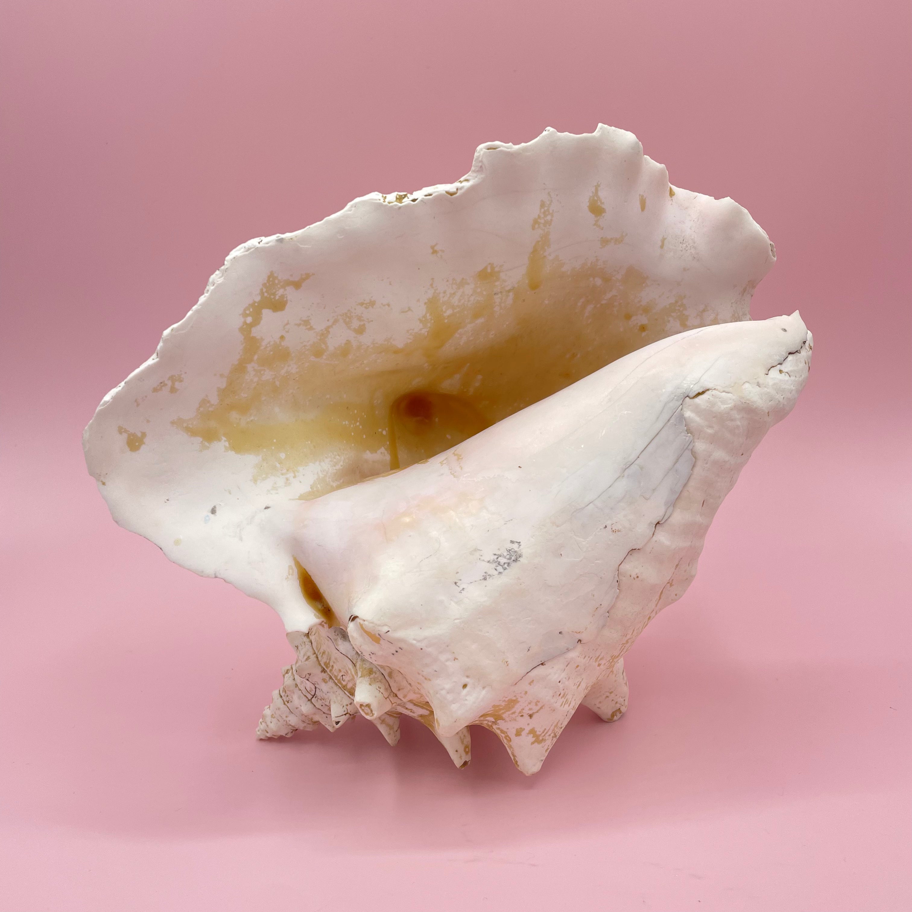 Cream Conch Shell Yellow & Cream Conch Shell – Tort And Tiger