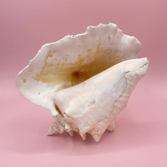 Yellow & Cream Conch Shell