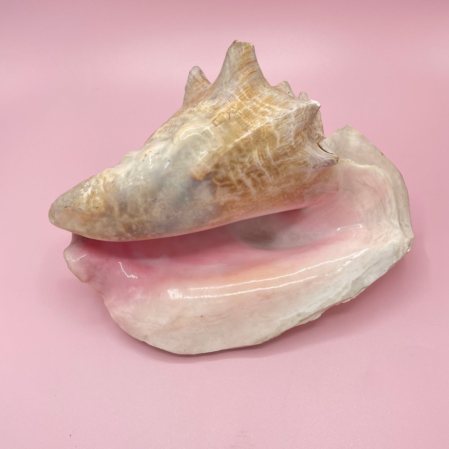 Pink Conch Shell #2