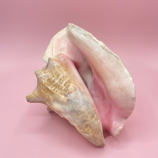 Pink Conch Shell #2