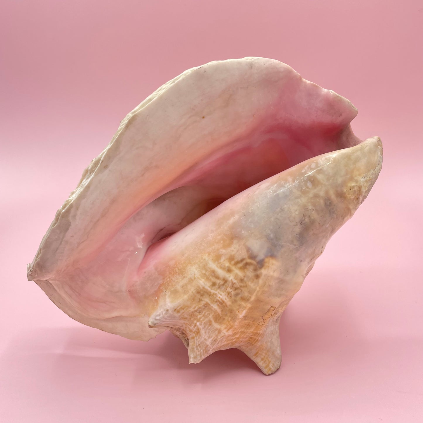 Pink Conch Shell #2