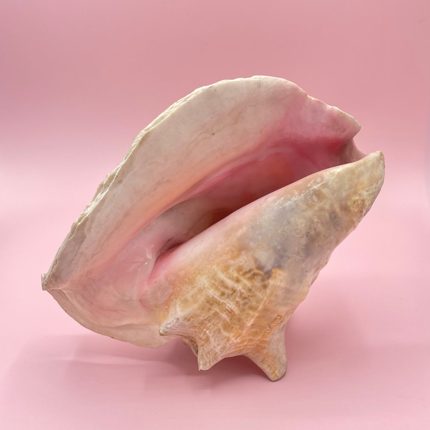 Pink Conch Shell #2