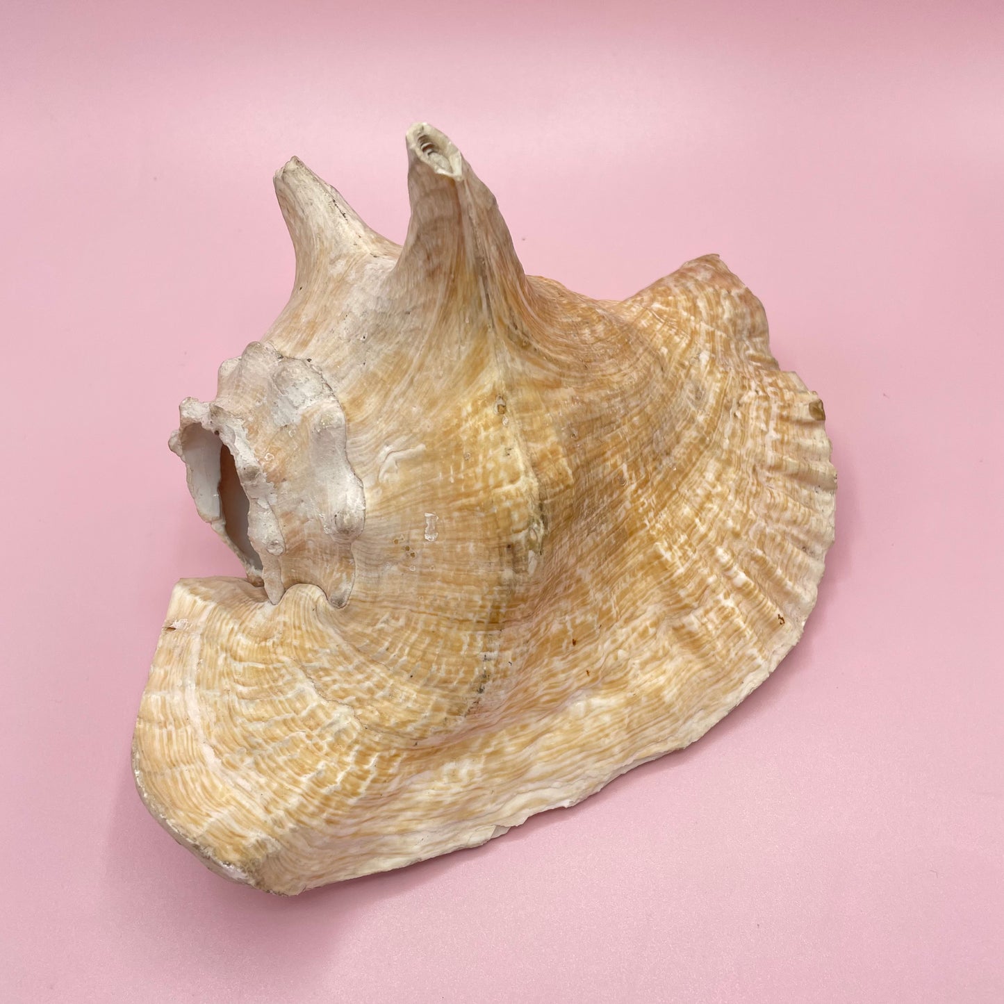 Pink Conch Shell #2