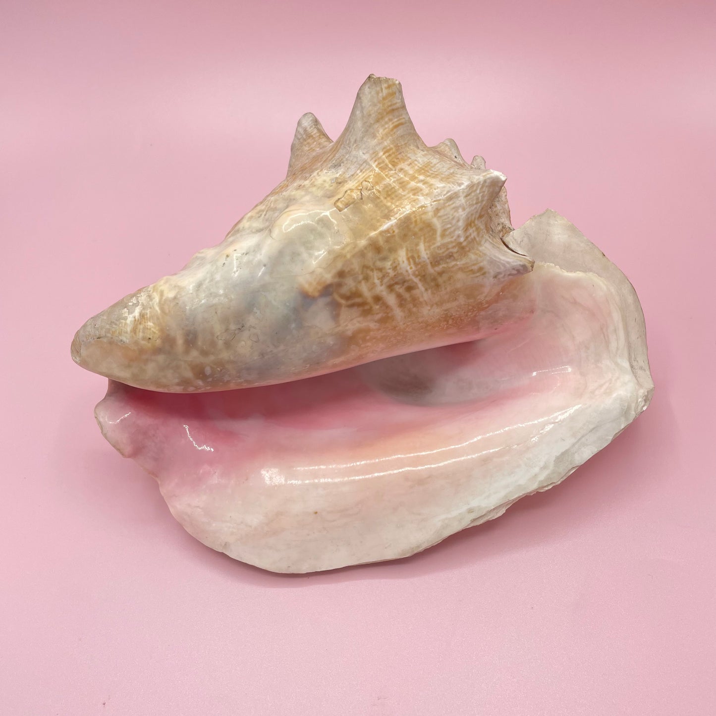 Pink Conch Shell #2