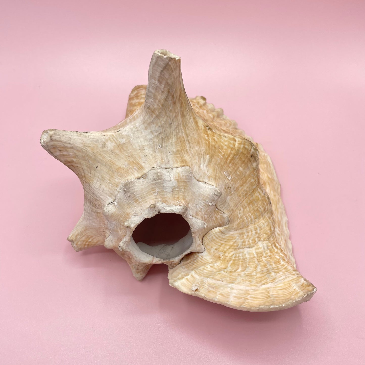 Pink Conch Shell #2